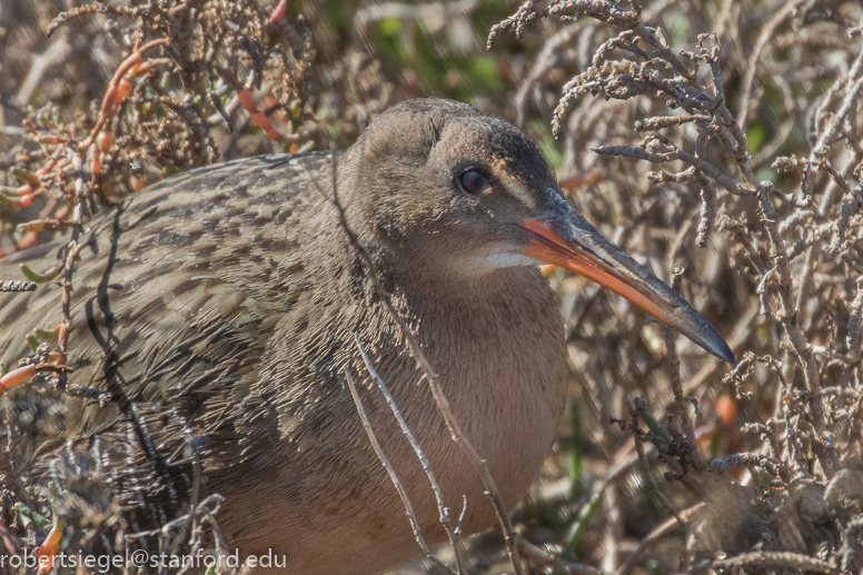 palo alto baylands